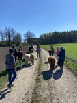Alpaka-Wanderung mit den Alpakas aus Katzheim (Gruppe 2) (Anmeldung ab 04.02.2026)