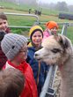 Stallgeflüsterstunde mit den Leonberger Alpakas (Anmeldung ab 04.02.2026)