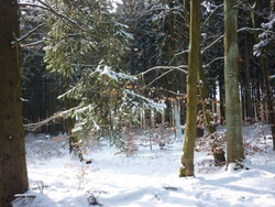 Wintergeschichten aus dem Wald
