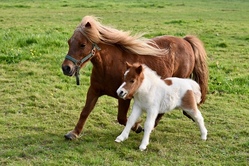 Pony reiten - Matthof