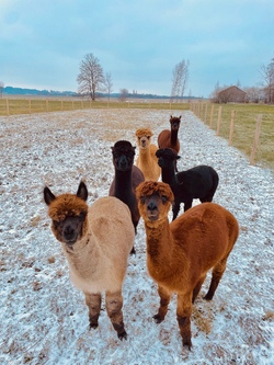 Kuschelweiche Begegnungen 2: Unser Alpaka-Event auf der Koppel
