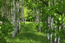 Wald erleben - Sinneserfahrungen mit der Natur im Wald