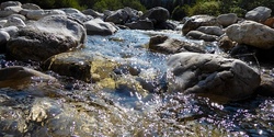 Leben in der Prien - ein spannender Vormittag am und im Wasser!