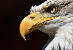 Greifvögel hautnah - mit dem Falkner im Wald