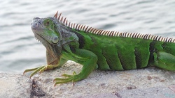 Reptilienauffangstation