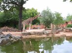 Zoo Hannover