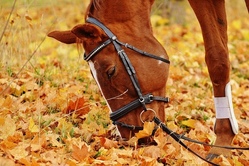 Pflege und Bewegung mit Reiten der Schulpferde