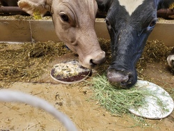Besucht uns auf dem Bauernhof