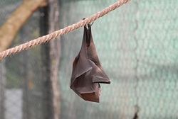 Fledermaus Nachtwanderung mit dem NABU