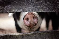 Stadtteilbauernhof - die Schweinewerkstatt