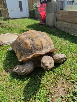 Besuch der Schildkrötenauffangstation - MainLand Allianz