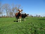 Tierisch was los! Ein Tag als Nachwuchs-Bauer