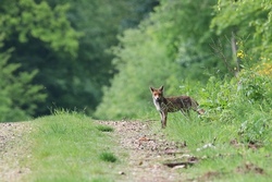 Waldklassenzimmer - Natur erleben und tierisch verstehen