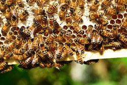 Willkommen in der Welt der fleißigen Bienen