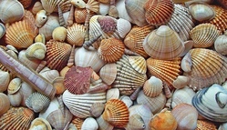 Windlicht mit Muschelkranz