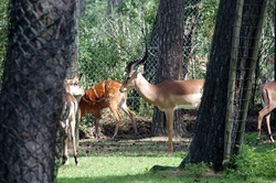 Familienfahrt Serengeti Park