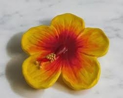 Hibiskus Blütenblatt