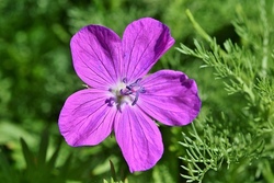 Dreitägige Natur-und Kreativwerkstatt