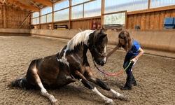 Hippolini - Zirkus-Event