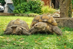 Fahrt zur Schildkrötenauffangstation