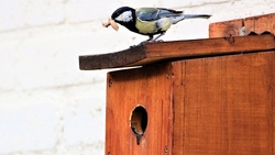 Wir gestalten Vogelhäuser