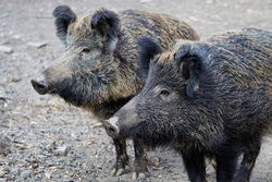Wildpark "Schwarze Berge"