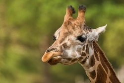 Serengeti Park