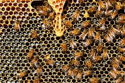 Lerne die Bienen kennen und bastle eine Insektentränke