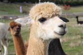 Tierische Begegnungen: Erlebnisreiche Stunden mit Pferden, Alpakas & Ziegen - 10
