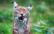 Paradiso-Tours: Heimattierpark Olderdissen