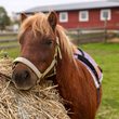 Besuch auf dem Ponyhof