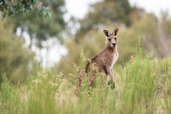Who let the Kangaroos out?