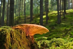 Frecher Fuchs im Wald