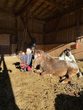 Rund um`s Pony