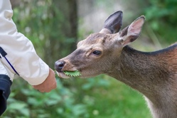 Hallo Reh, hallo Wildschwein!