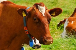 Vom Kälbchen bis zur Milch 1