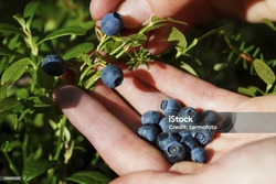 Heidelbeeren pflücken & anschließend Marmelade einkochen