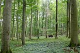 Eine kleine Entdeckungsreise durch den Wald