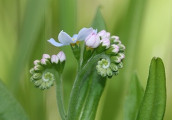 Künstlerische Drucktechniken mit Naturmaterialien und Schönheit der Wildblumen