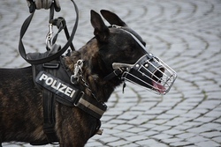Polizei - Hundestaffel