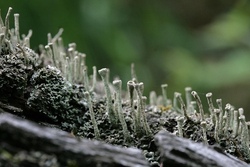 Webrahmen basteln