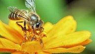 NEU: Umweltwerkstatt im Sommer