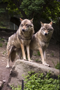 Besuch im Wolfscenter Dörverden mit der SPD inkl. Führung
