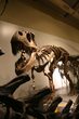Museum der Natur Hamburg mit Dinosaurier-Führung