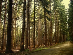 Der Wald Clan - Mit dem Förster den Wald erkunden