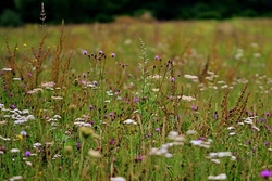 Heide(n)spaß in der Natur