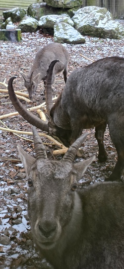 Wald- und Tierabenteuer mit dem Förster im Tannenbühl