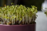 Grasköpfe und Kressegärten- kreativ gärtnern