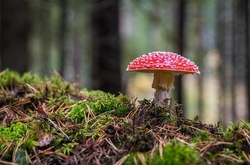 Herbstferienbetreuung 2026