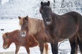 Einen Vormittag auf dem Ponyhof 1